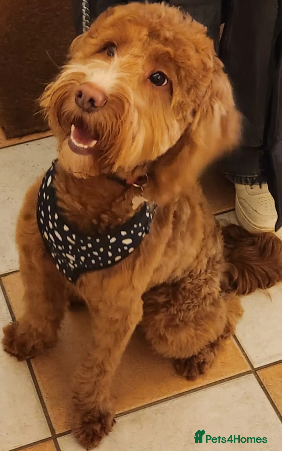 Cockapoo dogs for sale: F1 Cockapoo for sale in Oldbury - Advert 2