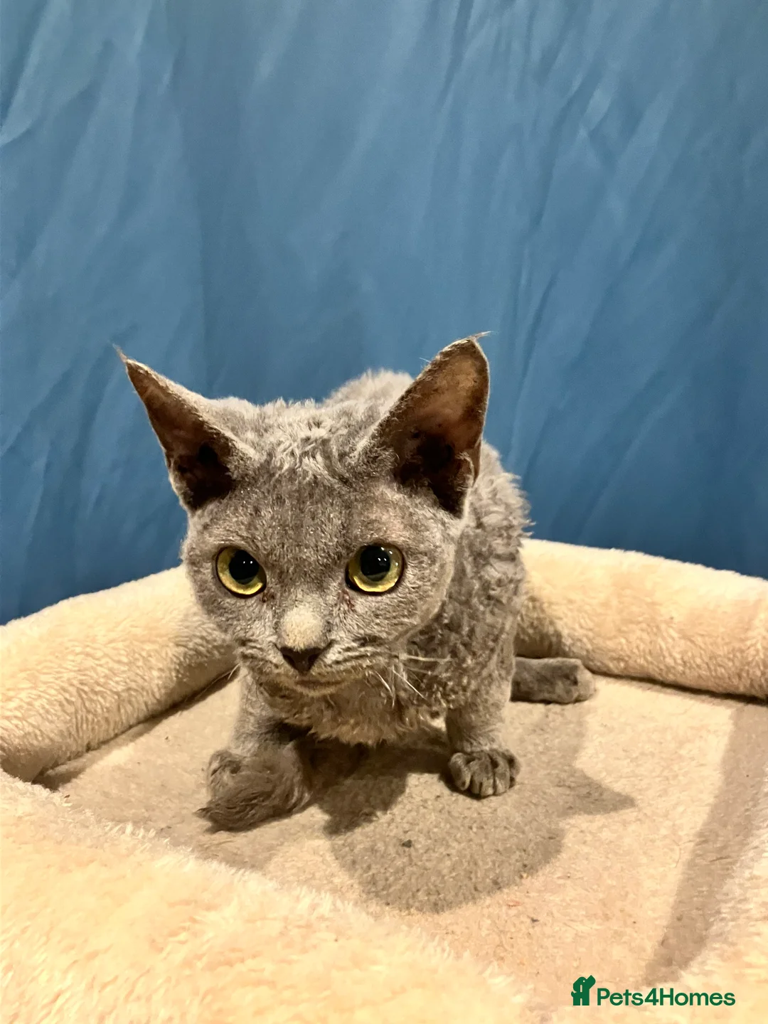 Devon Rex cats for sale: GCCF registered - Devon Rex Kittens - Advert 9