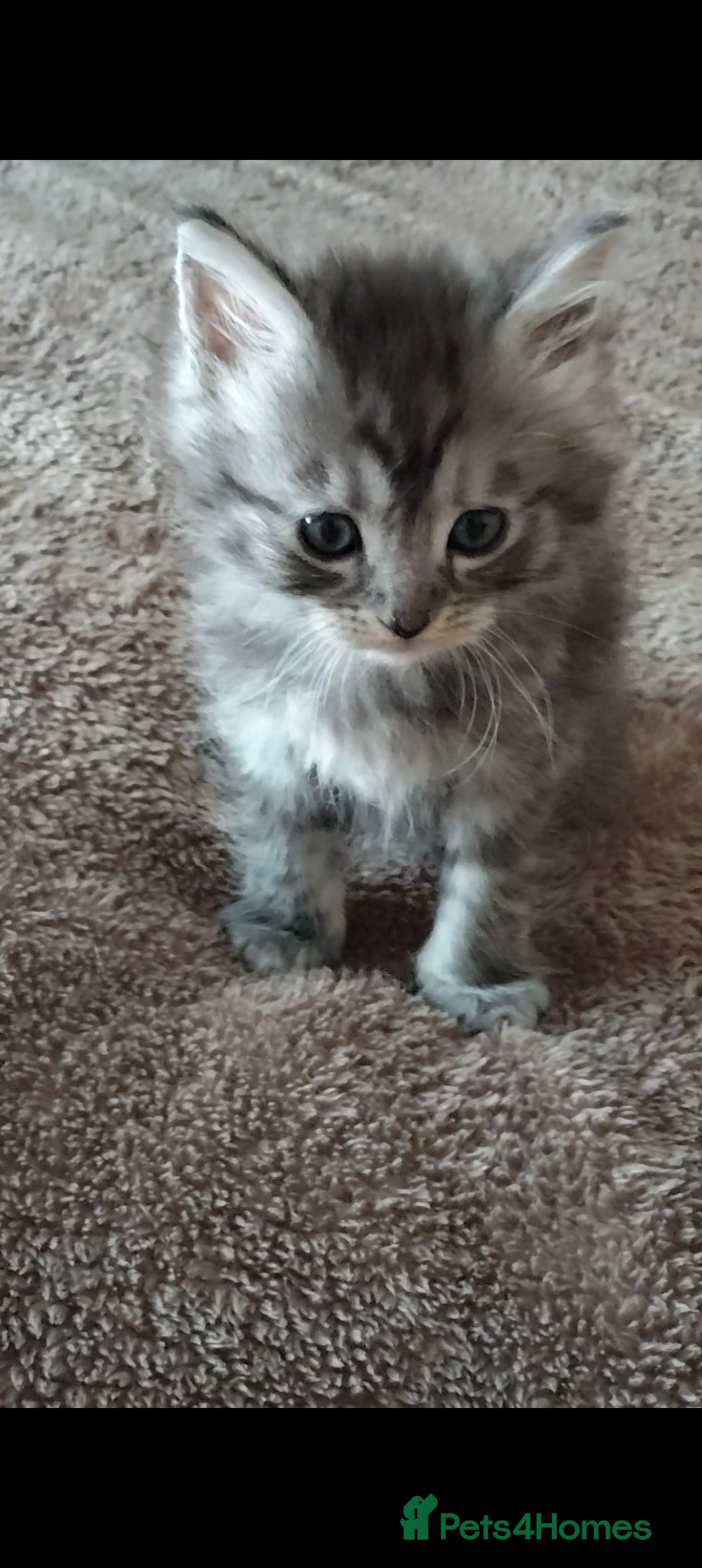 Maine Coon cats Maincoon kittens for sale - Advert 2
