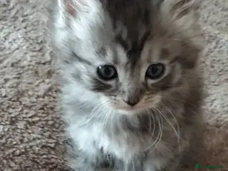Maine Coon cats Maincoon kittens for sale - Advert 2