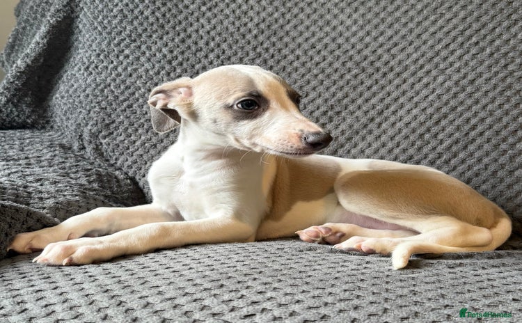Whippet dogs - Advert 9