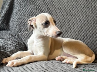 Whippet dogs - Advert 3