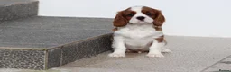 Cavalier King Charles Spaniel dogs for sale: Cavalier King Charles Spaniel puppy  - Advert 12