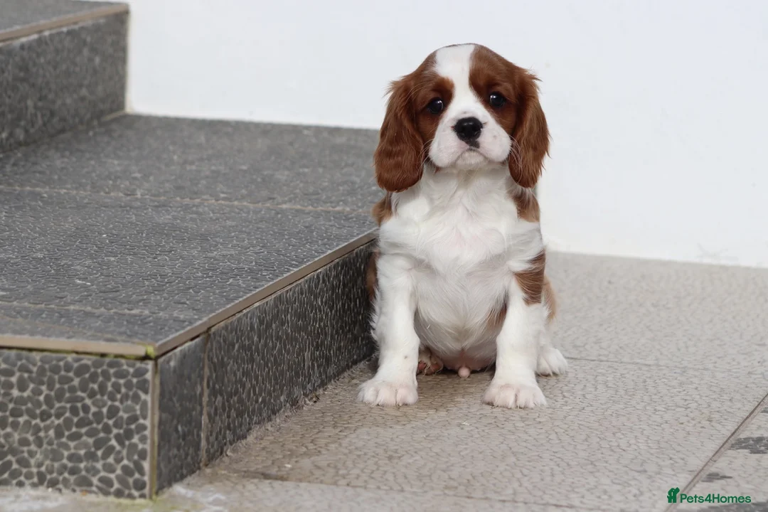 Cavalier King Charles Spaniel dogs for sale: Cavalier King Charles Spaniel puppy  - Advert 12