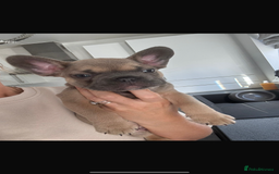 French Bulldog dogs for sale: blue fawn male - Image 3