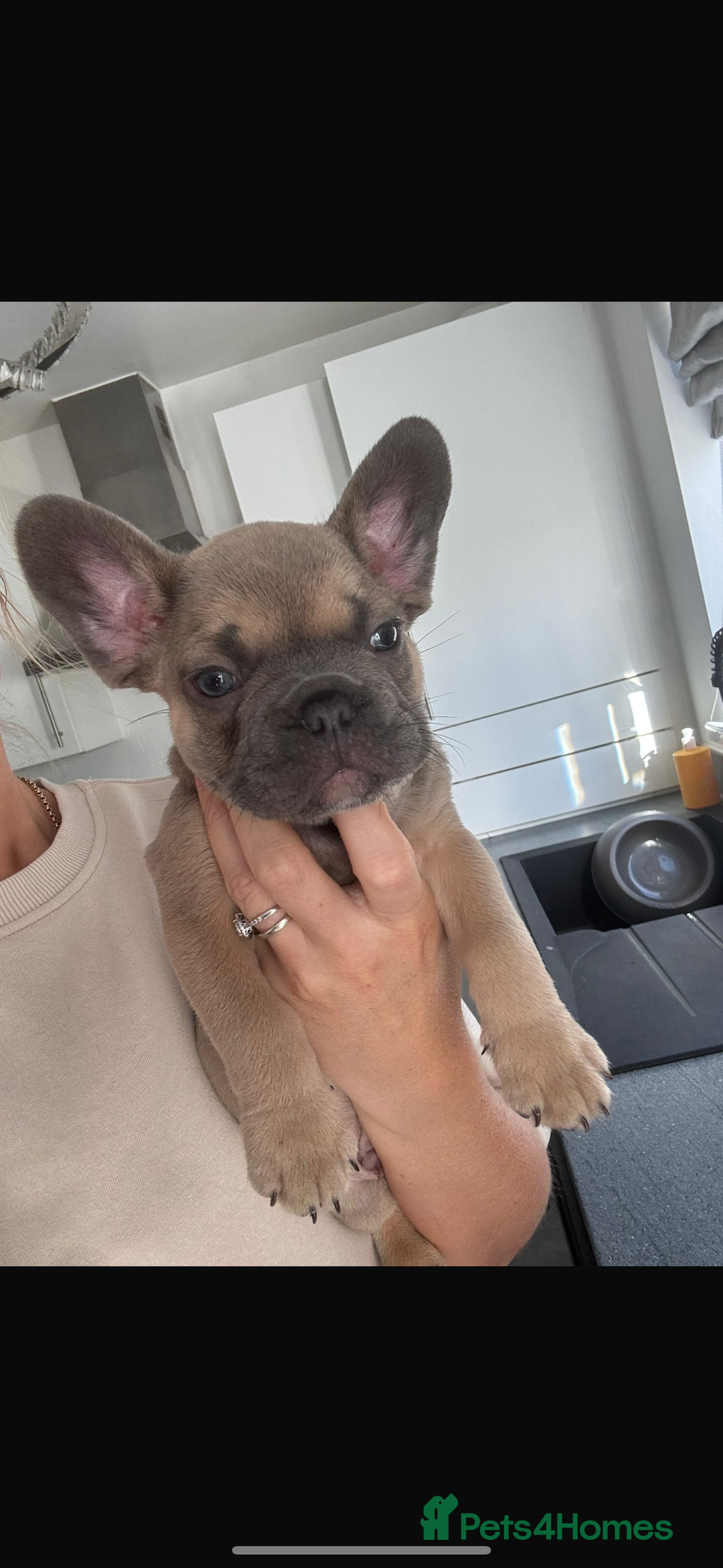 French Bulldog dogs for sale: blue fawn male - Image 3