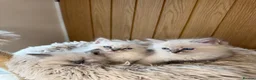 Ragdoll cats for sale: Beautiful Pure-bred Ragdoll Kittens  - Advert 3