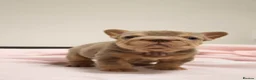 French Bulldog dogs for sale: FRENCH BULLDOGS  - Advert 6