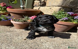 Cocker Spaniel dogs for sale: FTW Sired KC Reg Working Cocker Spaniel Puppies in Stocksfield - Image 2