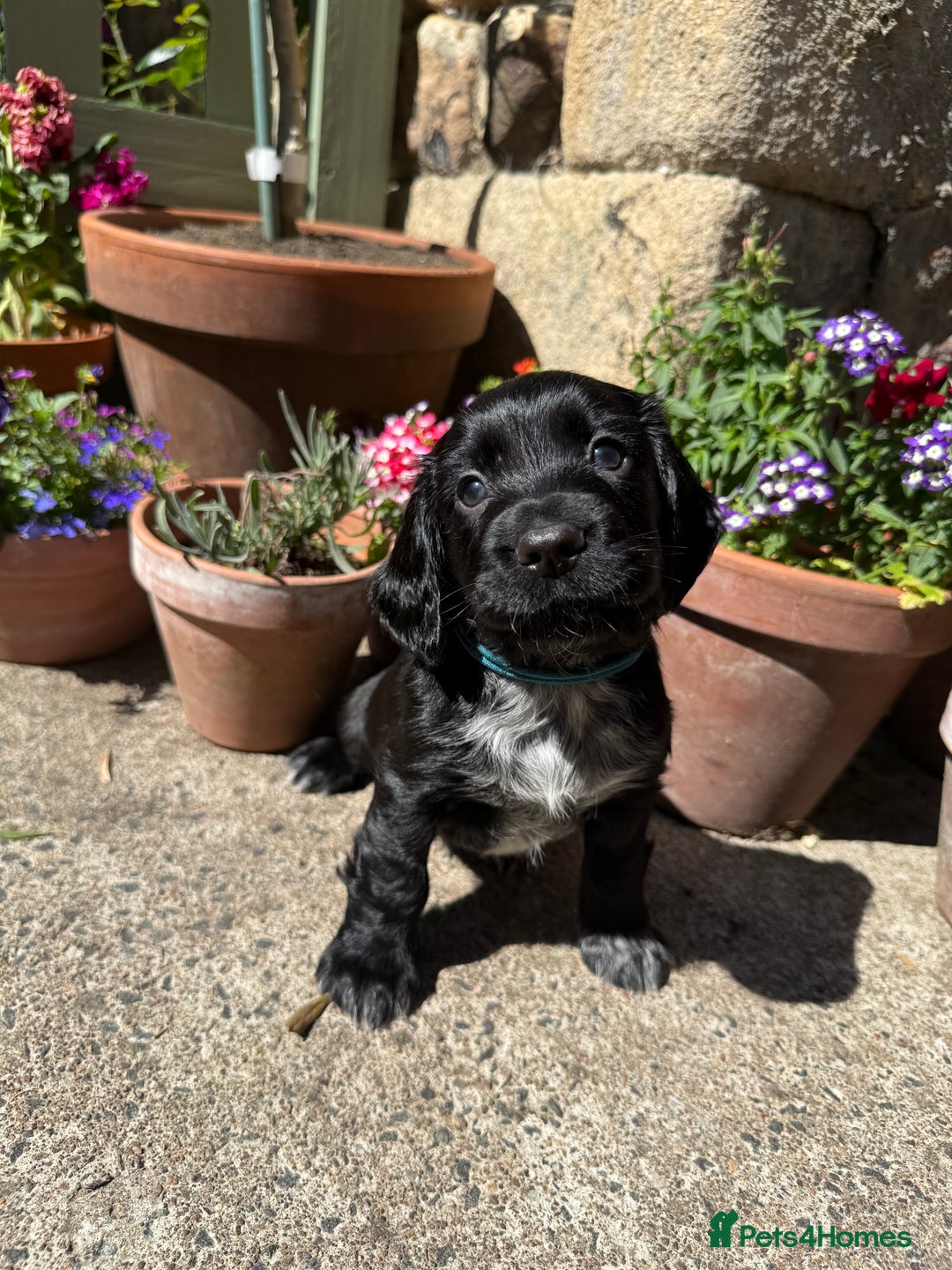 Cocker Spaniel dogs for sale: FTW Sired KC Reg Working Cocker Spaniel Puppies in Stocksfield - Image 2