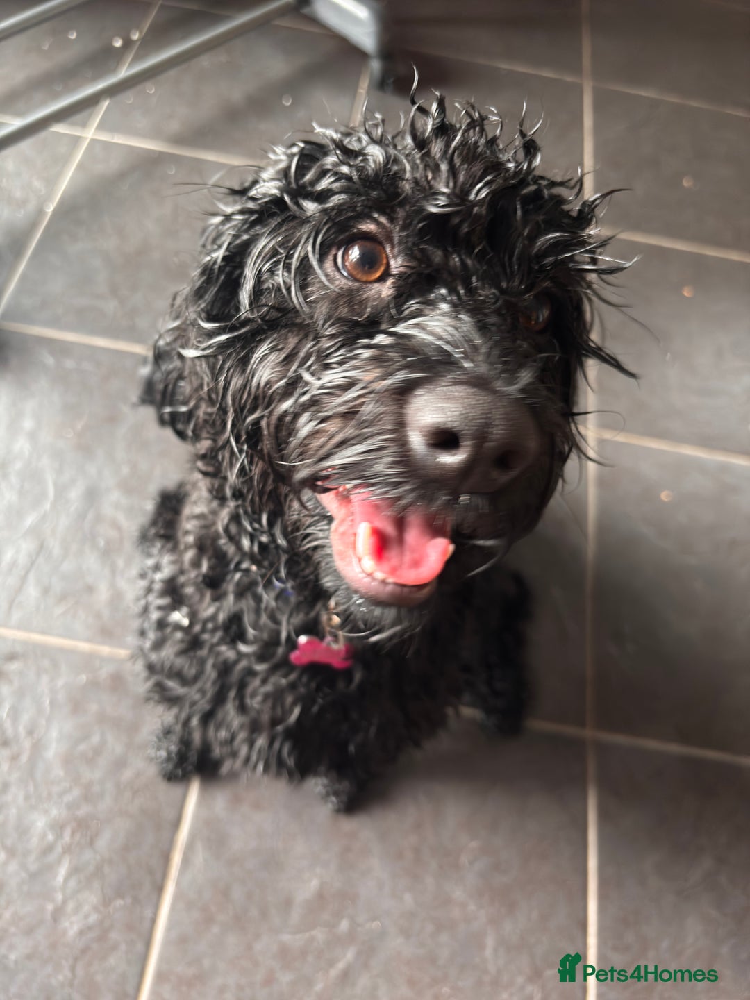 Cockapoo dogs for sale: Female Cookapoo for lovely family home - Advert 5