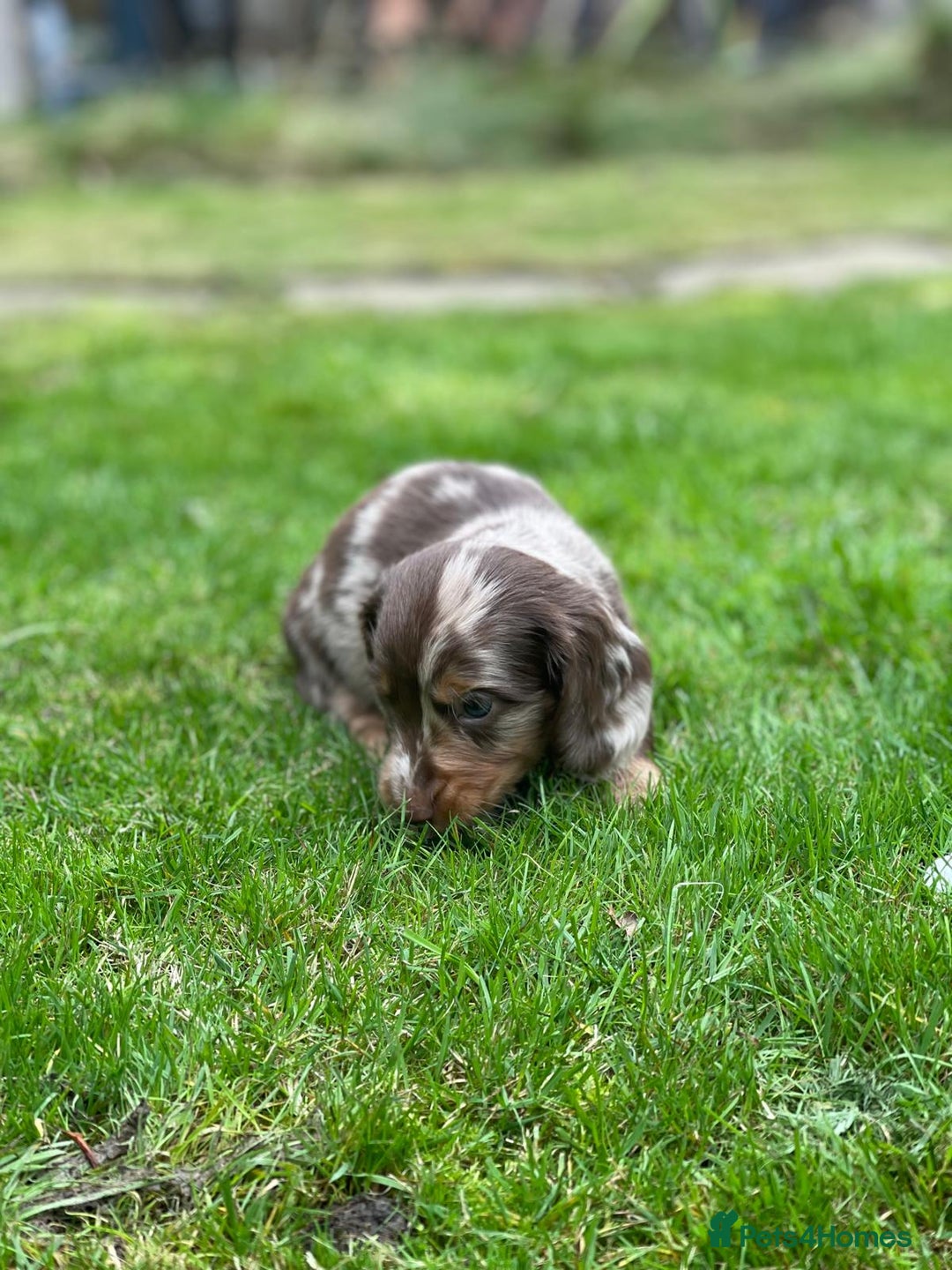 Miniature Dachshund dogs for sale: Kc Reg Long Haired Miniture Dachshund Puppies - Image 24