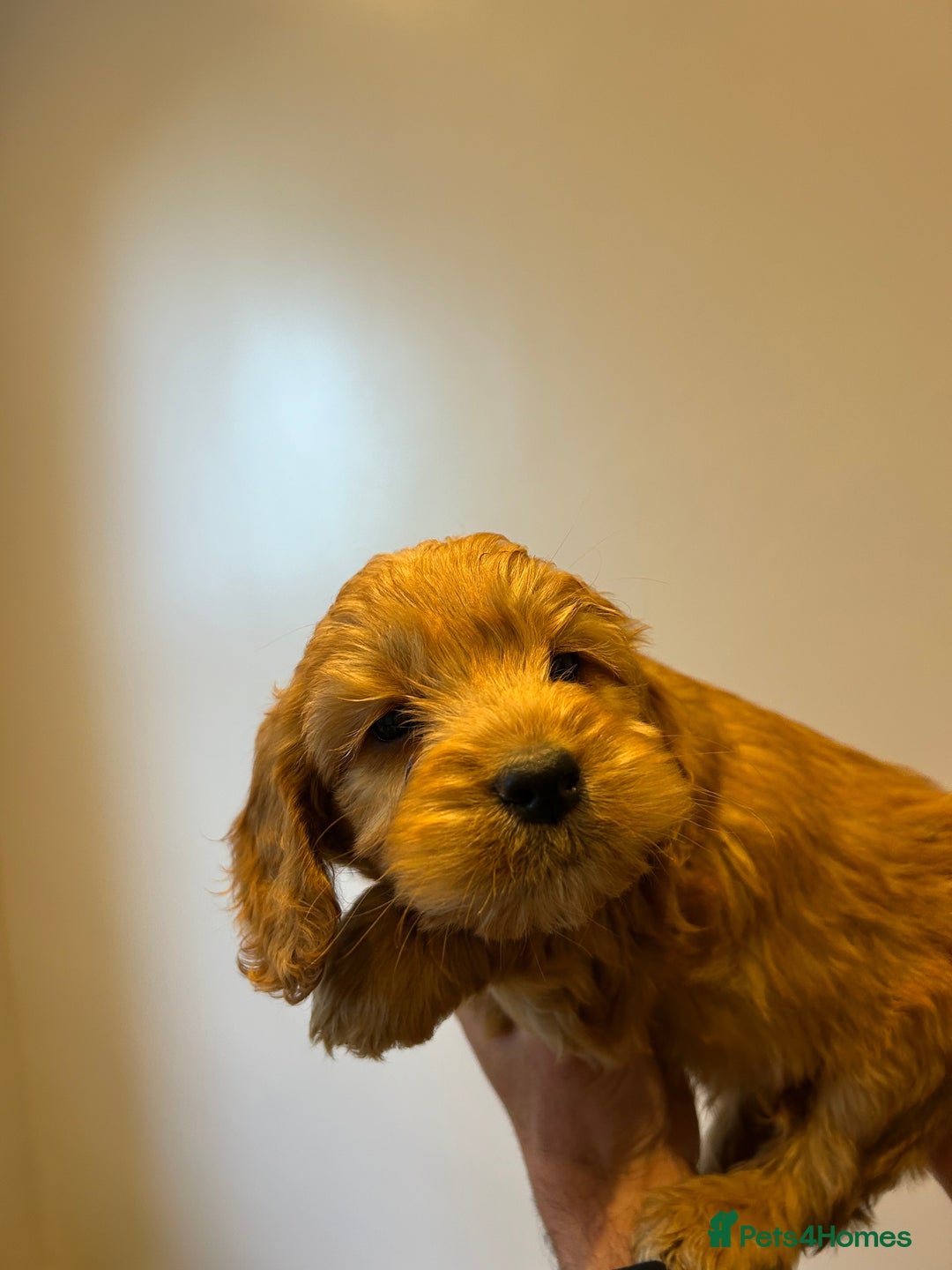 Cockapoo dogs for sale: Cockapoo puppies f1 gorgeous little babys - Advert 4