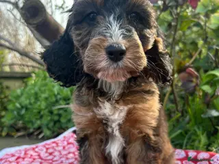 Cockapoo dogs F1 Cockapoo puppies READY NOW - Advert 9