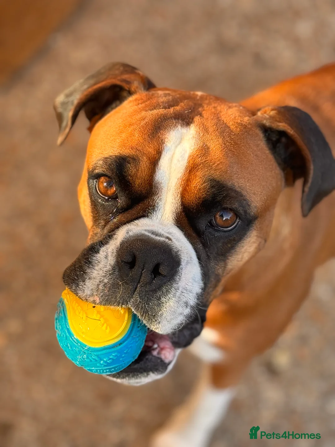 Boxer dogs for sale: Boxer puppies - Advert 4