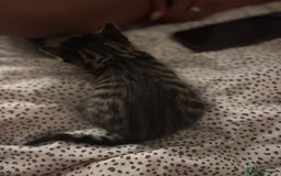 Bengal cats for sale: Half breed Bengal kittens for sale🐆 - Image 6