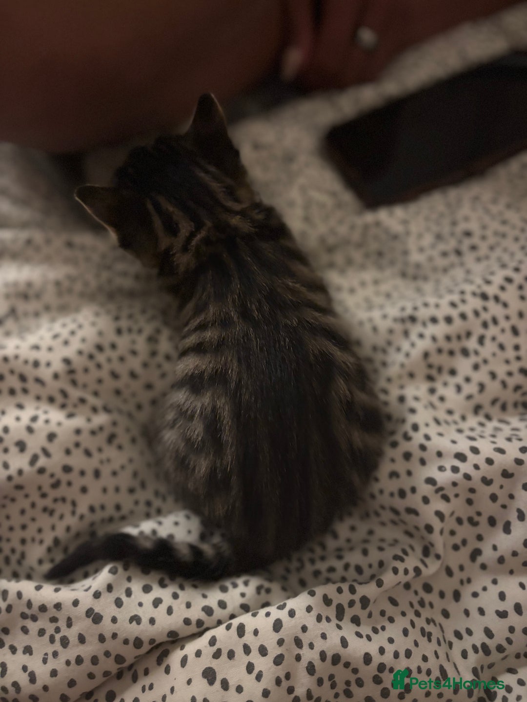 Bengal cats for sale: Half breed Bengal kittens for sale🐆 - Image 6