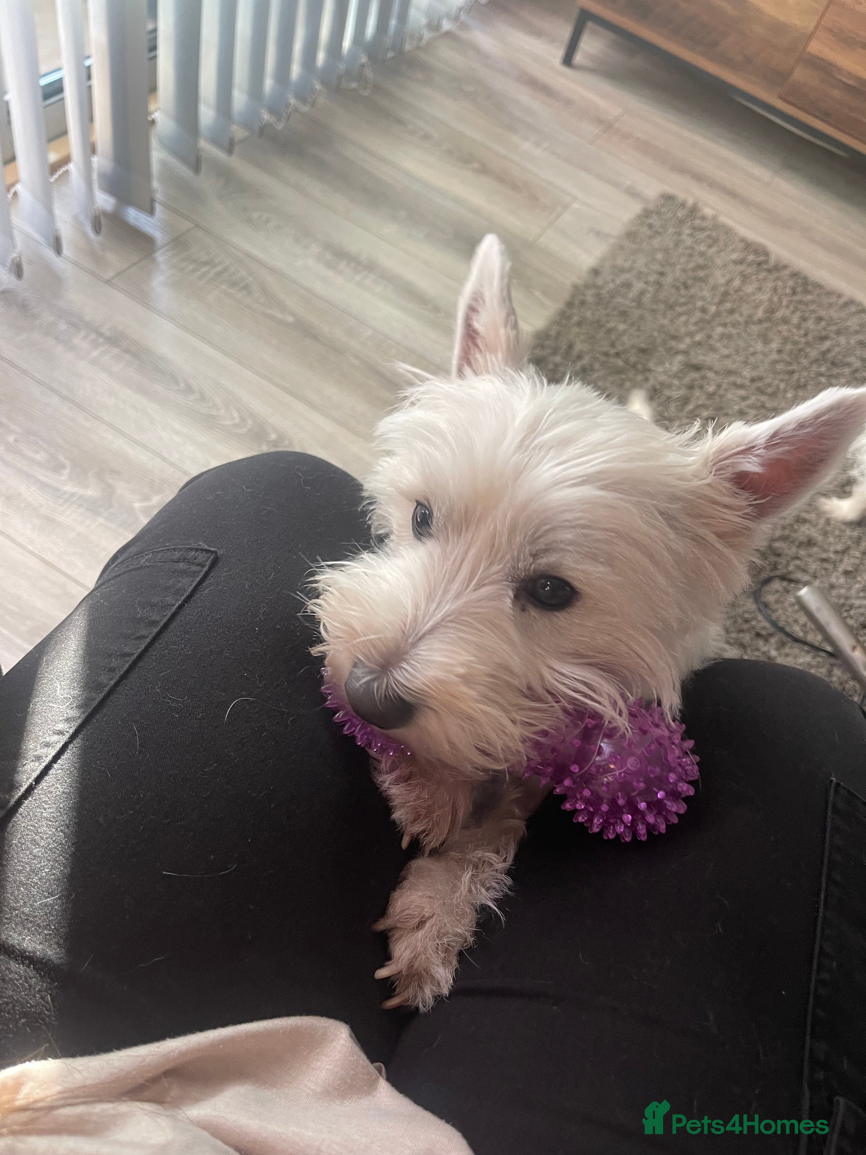 Mixed Breed dogs Adorable puppies for sale  - Advert 1