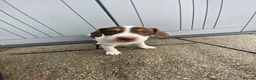 Jack Russell dogs for sale: Working jack russell puppies  - Advert 14