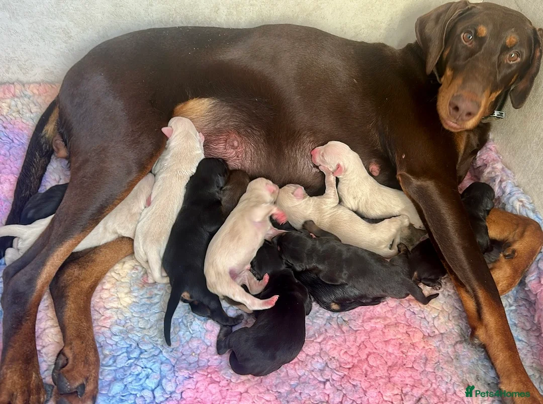 Dobermann dogs for sale: KC registered health tested Dobermann puppies  - Advert 1