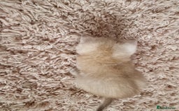 British Shorthair cats for sale: BSH 4 kittens ready for reservation  - Image 2