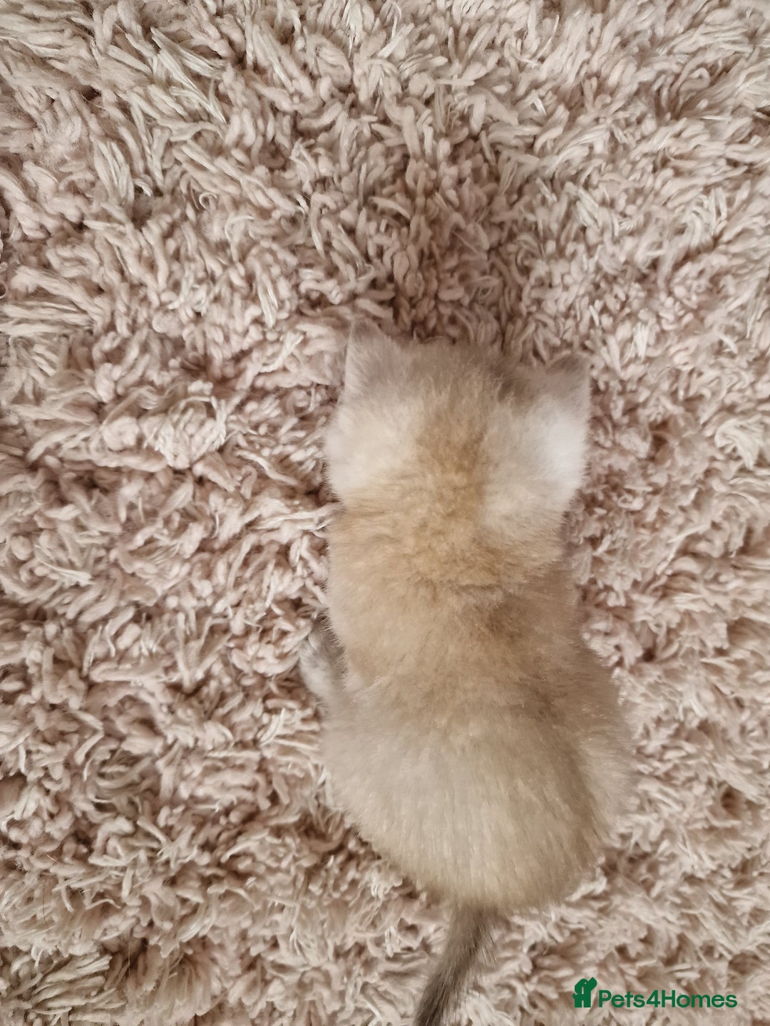British Shorthair cats for sale: BSH 4 kittens ready for reservation  - Image 2