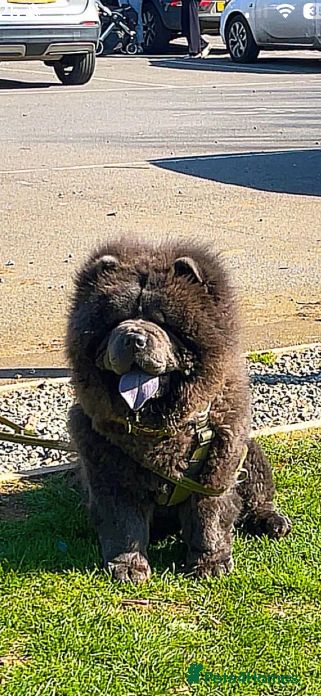 Chow Chow dogs for stud: Chow for stud  in Scunthorpe - Advert 2