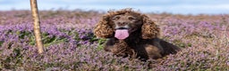 Cocker Spaniel dogs for stud: Working cocker spaniel for stud in Bedale - Advert 11