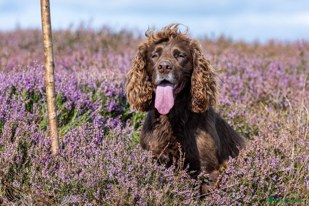 Cocker Spaniel dogs for stud: Working cocker spaniel for stud in Bedale - Image 11