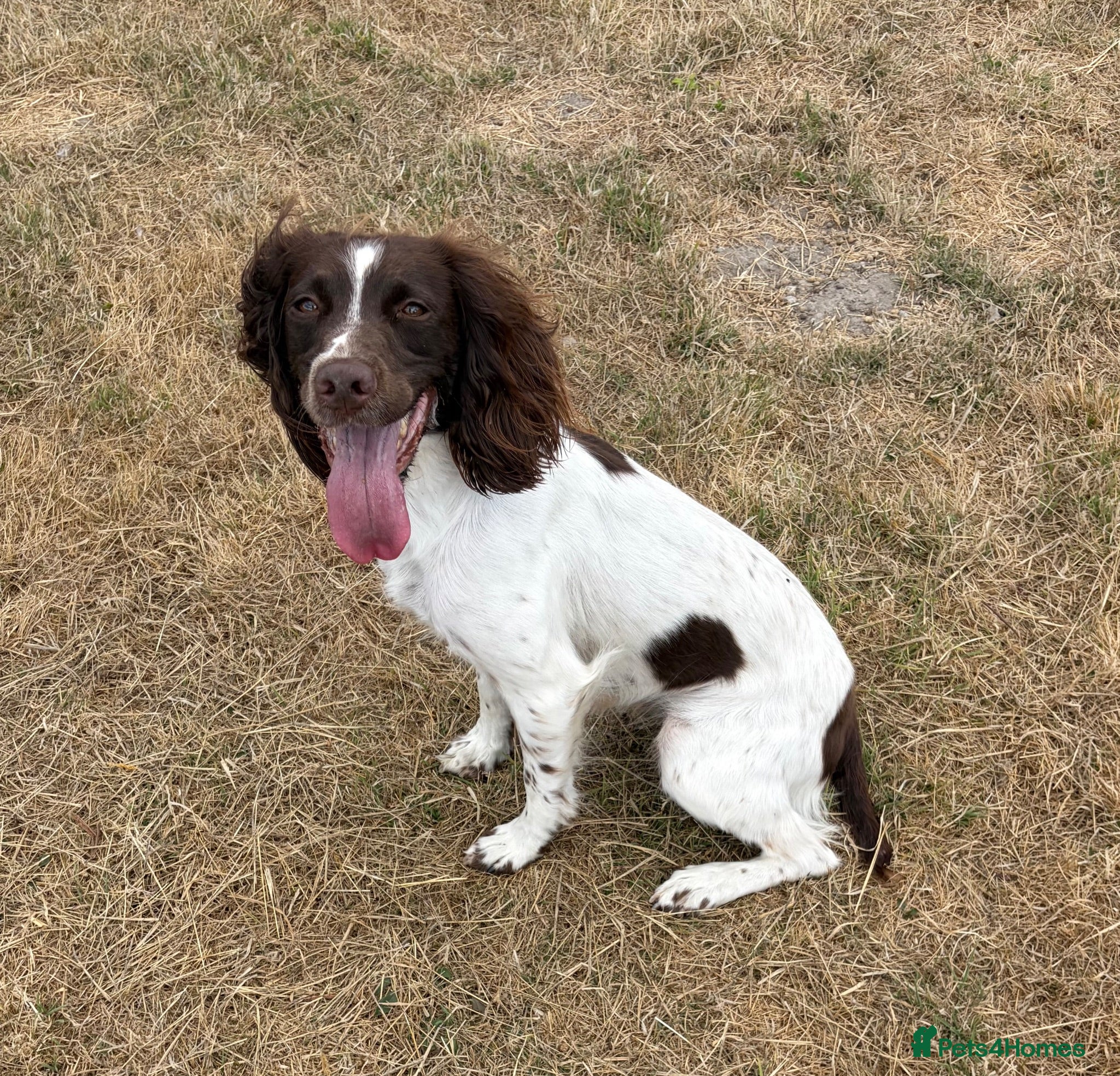 English Springer Spaniel dogs Working springer spaniels - Advert 1