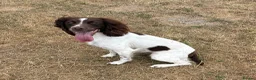 English Springer Spaniel dogs for sale: Working springer spaniels in Pewsey - Advert 1
