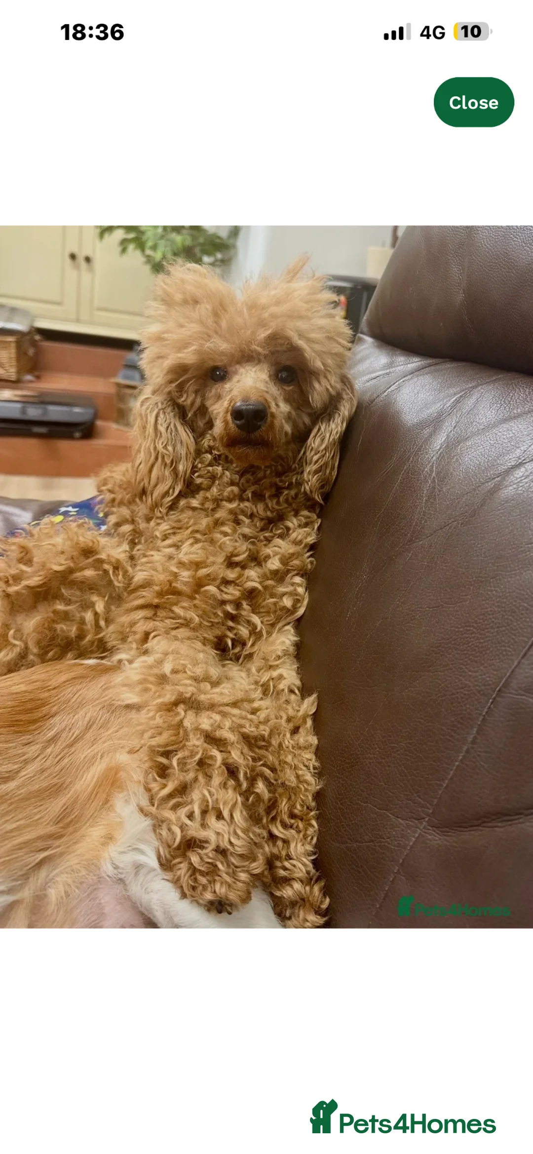 Cockapoo dogs for sale: Cockapoo litter on the way! - Advert 10