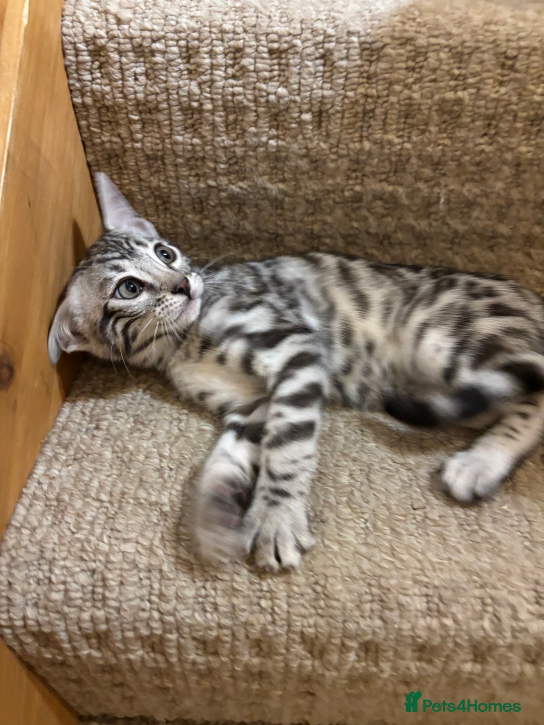 Bengal cats for sale: Stunning silver bengal girl  - Advert 14