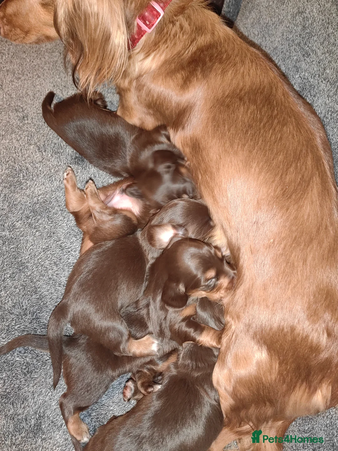 Miniature Dachshund dogs for sale: Puppies of the miniature long-haired dachshund.  - Advert 11