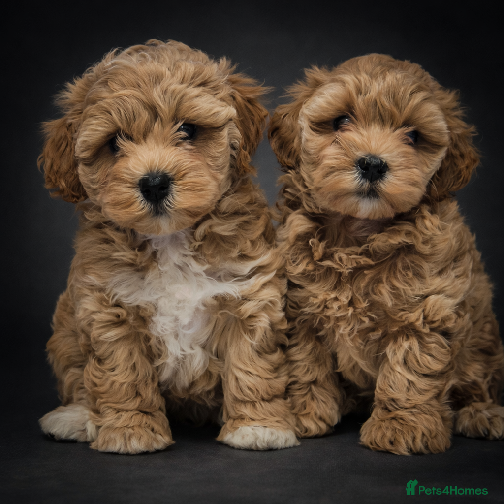 Maltipoo dogs Adorable very small maltipoo puppies 🐶❤️ - Advert 4