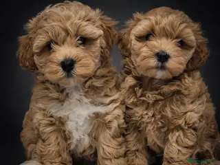 Maltipoo dogs Adorable very small maltipoo puppies 🐶❤️ - Advert 4