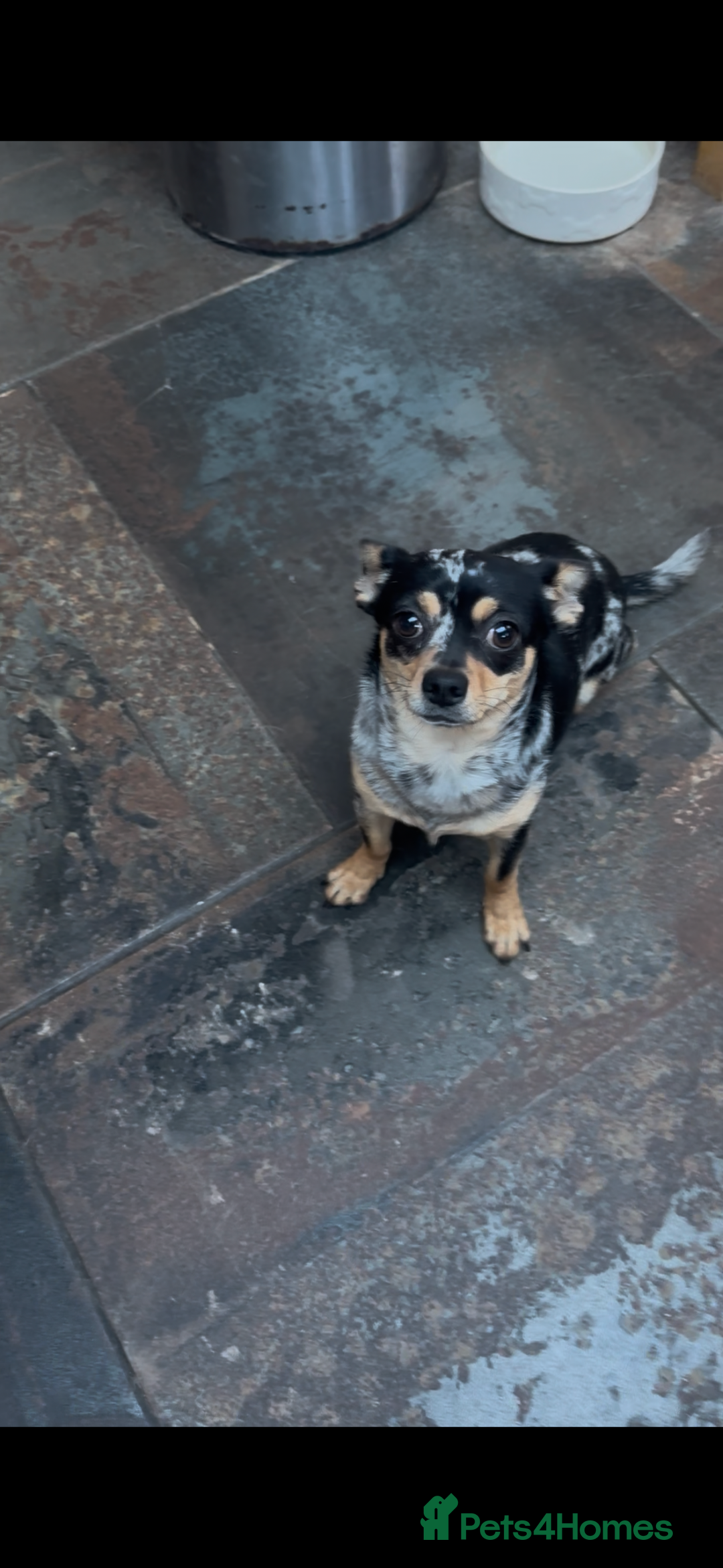 Chihuahua dogs for sale: Merle Stunning Little Girl - Advert 9