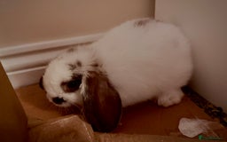 Mini Lop rabbits for sale: Mini lop babies - Image 27