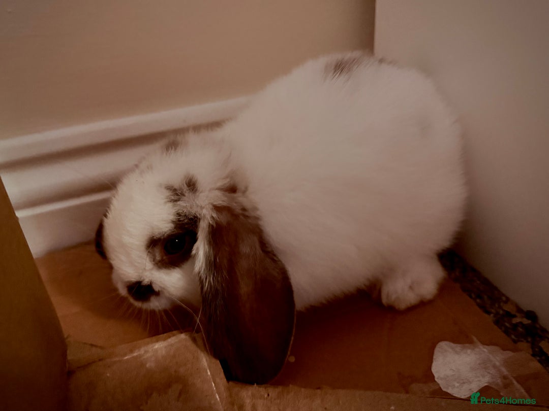 Mini Lop rabbits for sale: Mini lop babies - Image 27