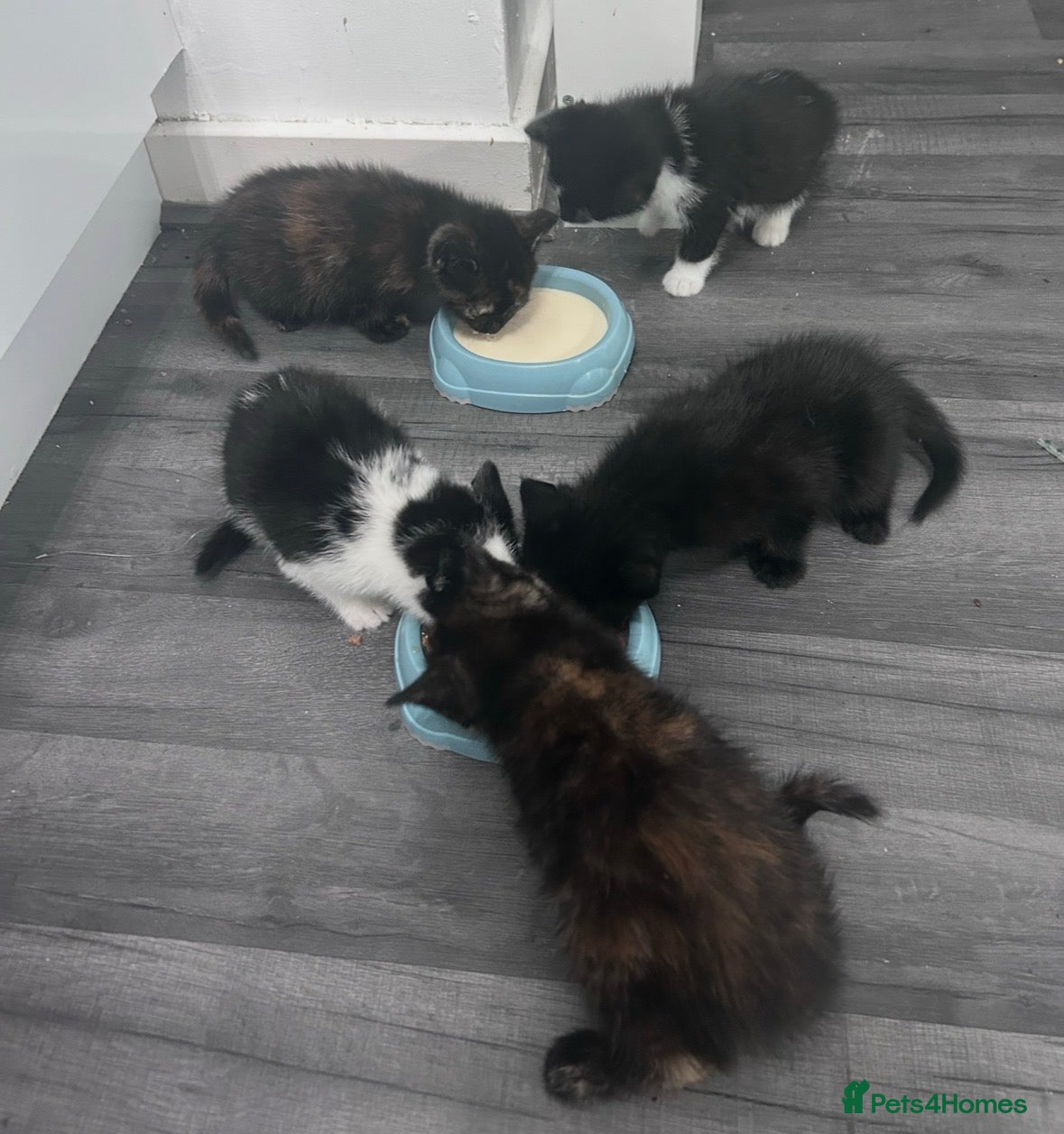 Mixed Breed cats Beautiful litter of kittens  - Advert 2