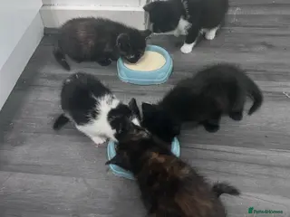 Mixed Breed cats Beautiful litter of kittens - Advert 2