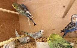 Budgerigars birds for sale: Baby budgies mixed  - Image 3