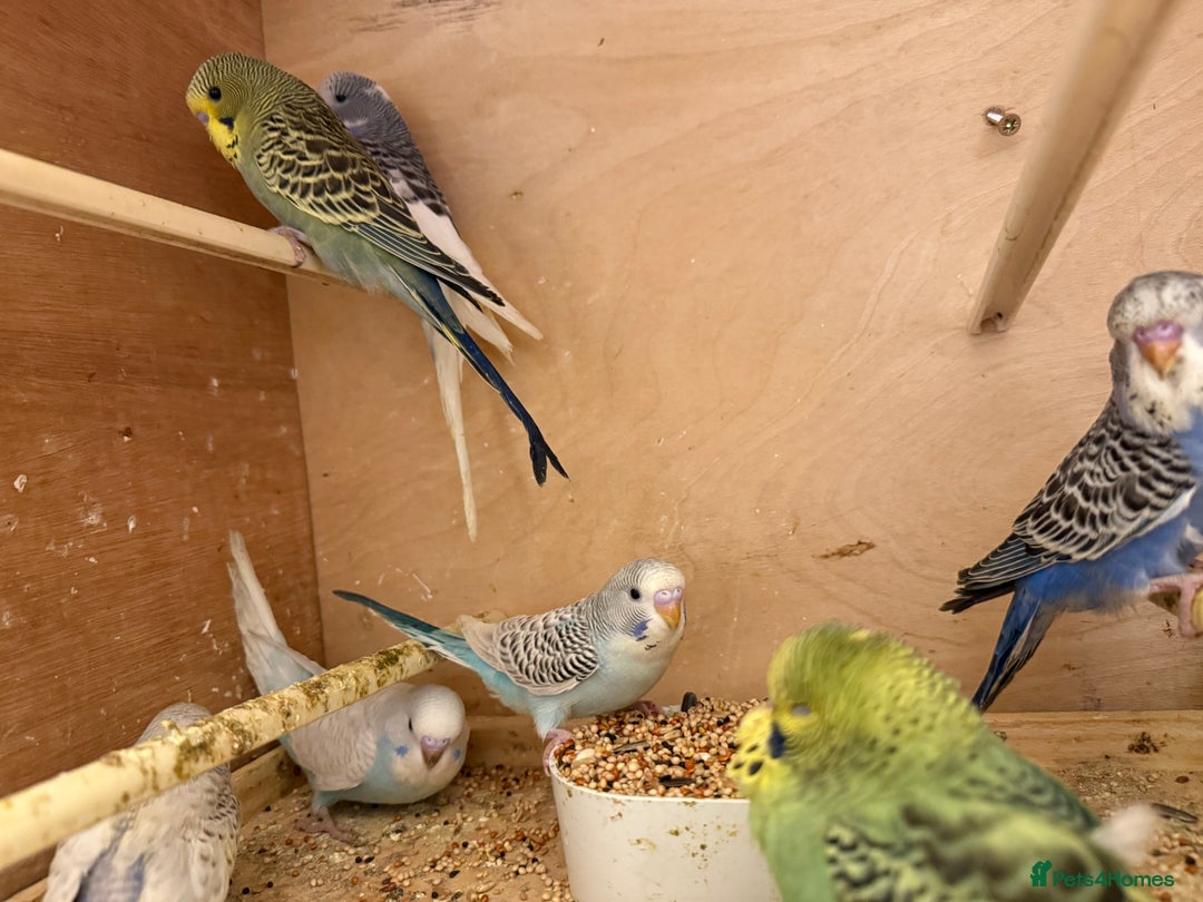 Budgerigars birds for sale: Baby budgies mixed  - Image 3