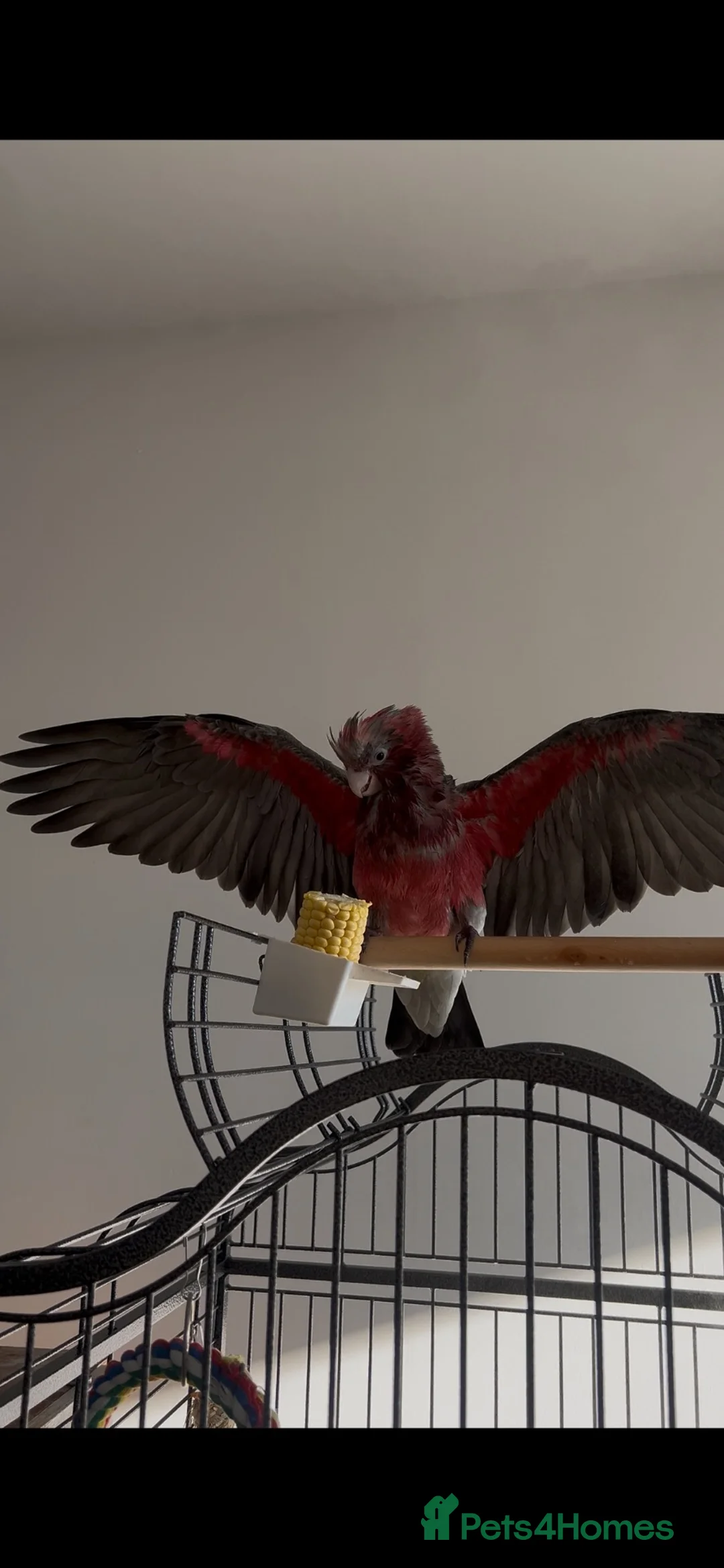 Cockatoo birds for sale: Baby Galah Cockatoo male parrot looking for home in London - Advert 1
