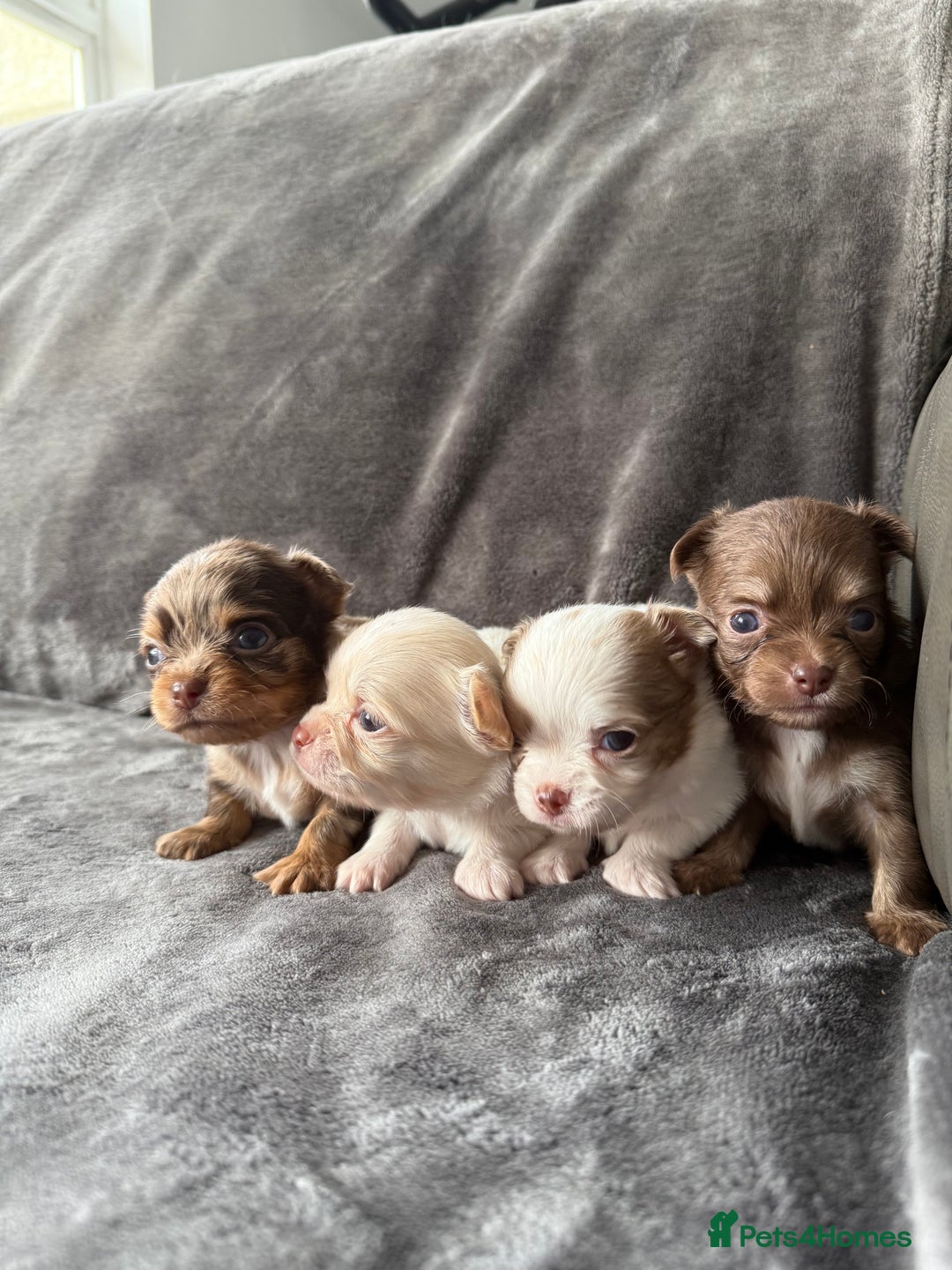 Chihuahua dogs for sale: Long hair chihuahua puppies  - Image 12
