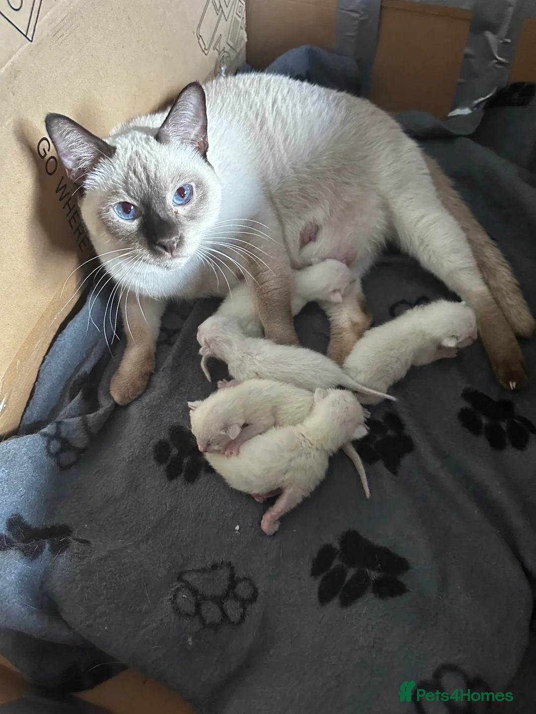Siamese cats for sale: Siamese kittens - Advert 1