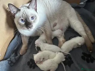 Siamese cats Siamese kittens - Advert 2