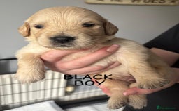 Golden Retriever dogs for sale: Quality KC golden retriever puppies  - Image 15
