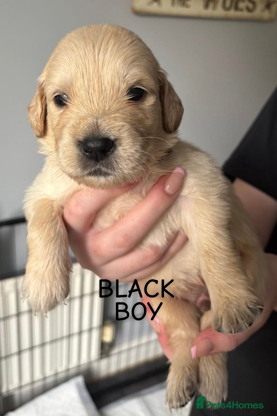 Golden Retriever dogs for sale: Quality KC golden retriever puppies  - Image 15