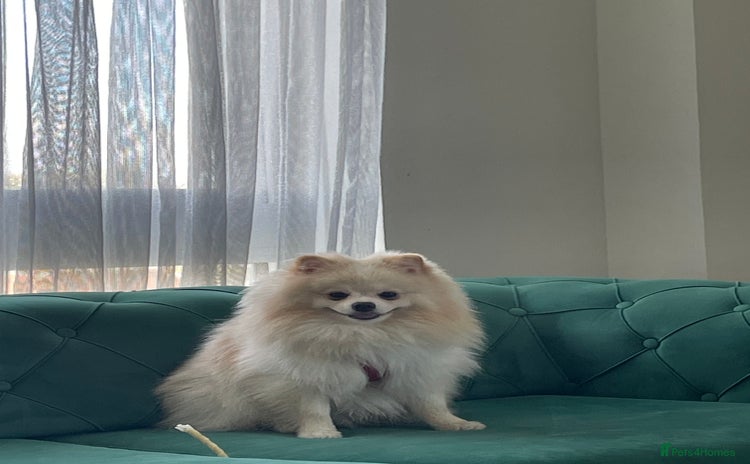 Pomeranian dogs - Advert 1